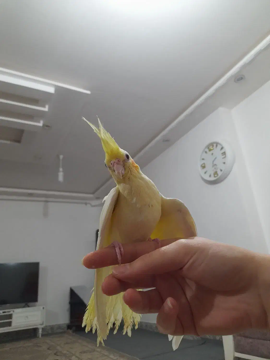 عروس هلندی|پرنده|خان ببین, |دیوار