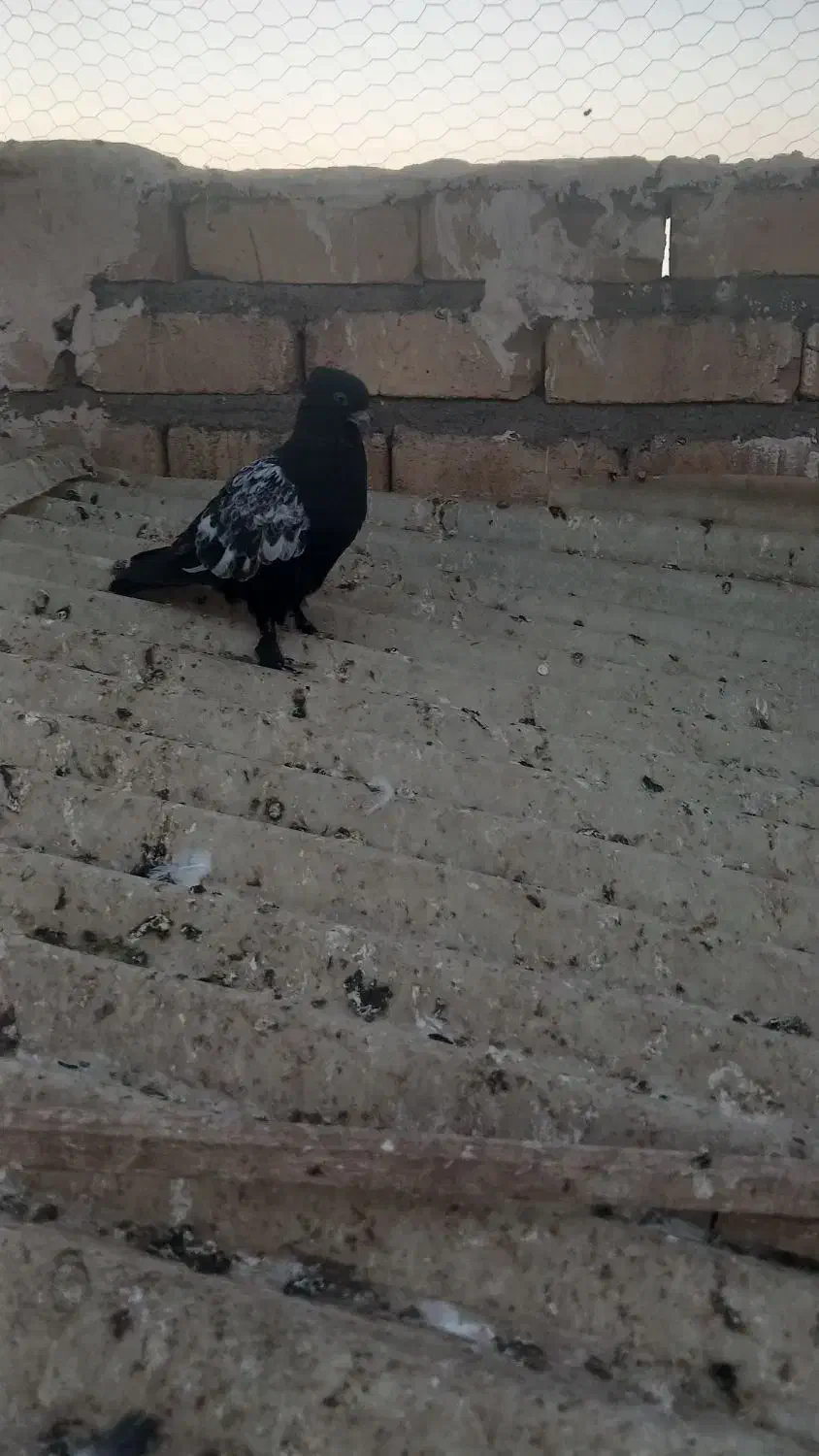 یه‌جفت‌نروماده‌سینه‌ای|پرنده|قم, چهار مردان|دیوار