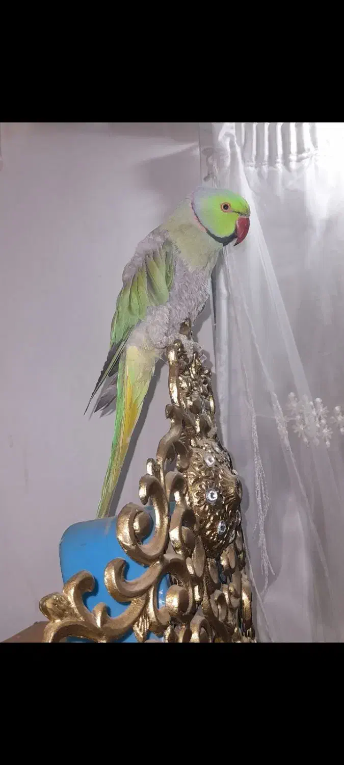 طوطی ملنگو|پرنده|یاسوج, |دیوار