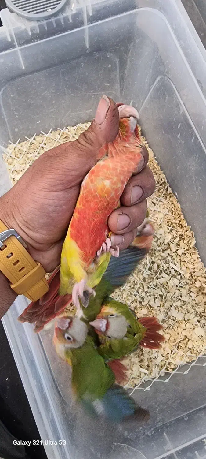 طوطی گیرینچیک راهب ملنگو سرلاکی تا جفت|پرنده|کرج, گلشهر|دیوار