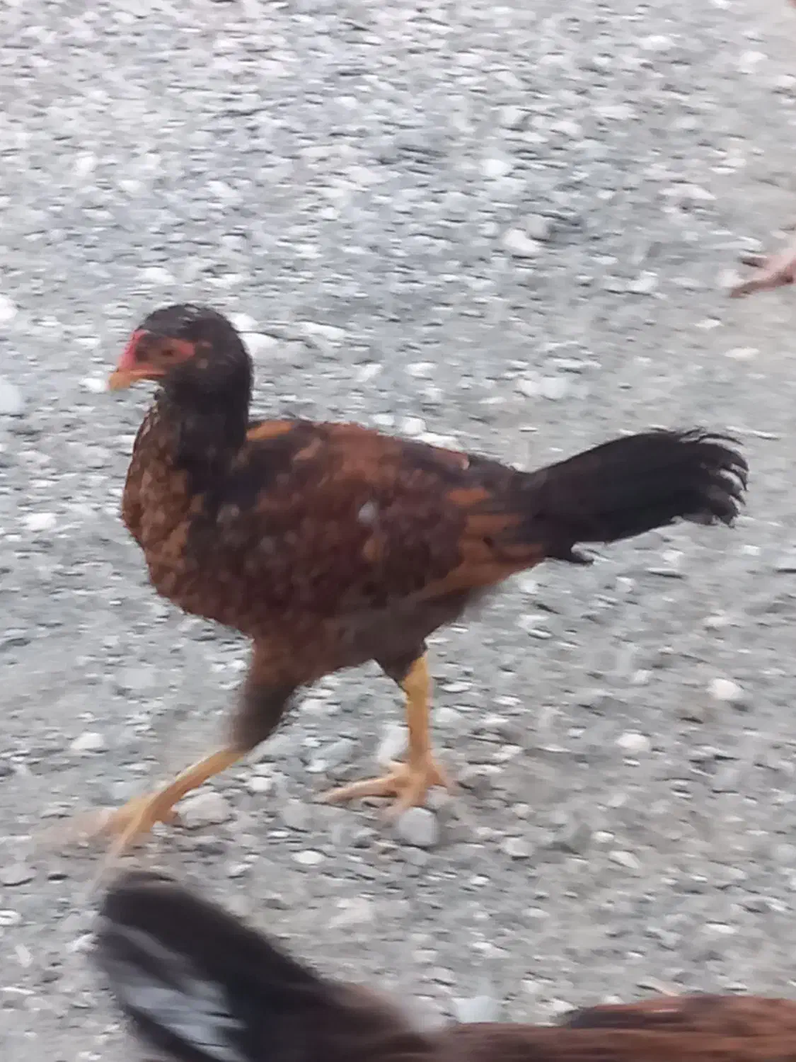 شش عدد مرغ محلی|حیوانات مزرعه|فاریاب, |دیوار