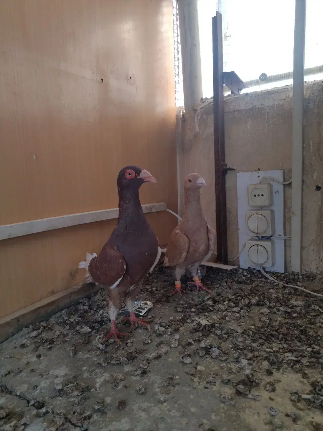 نروماده|پرنده|مشهد, ایثار|دیوار