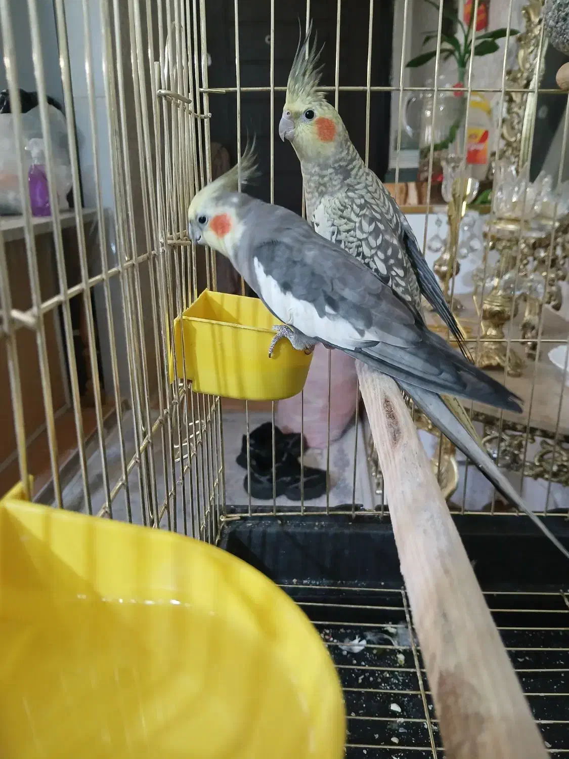 یک جفت عروس هلندی|پرنده|آبیک, |دیوار