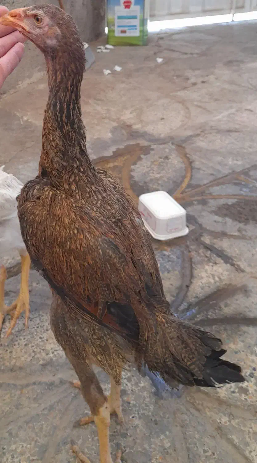 جوجه لاری|حیوانات مزرعه|محمدشهر, یزدیها|دیوار