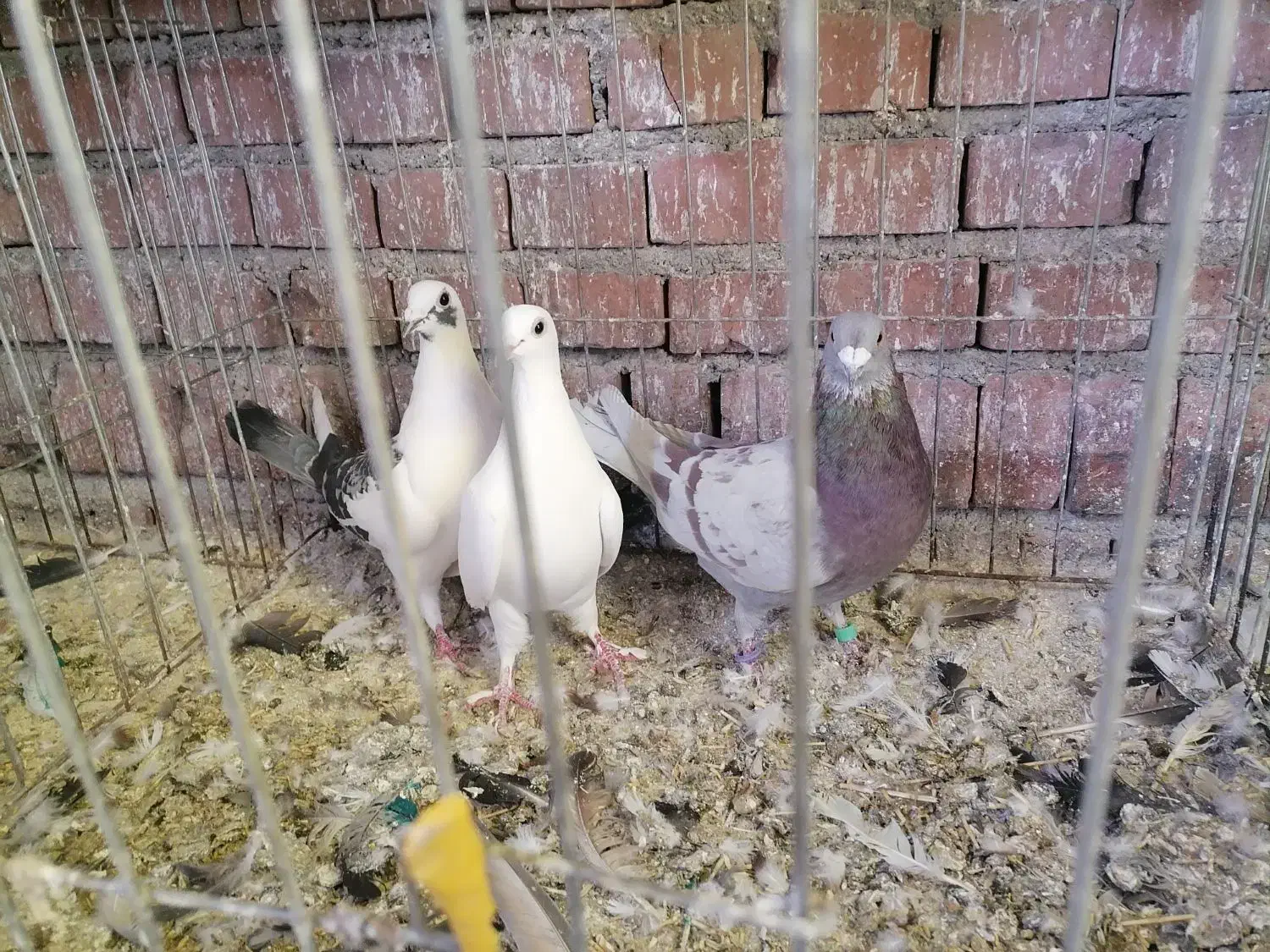 سه عدد مسافتی|پرنده|نقده, |دیوار