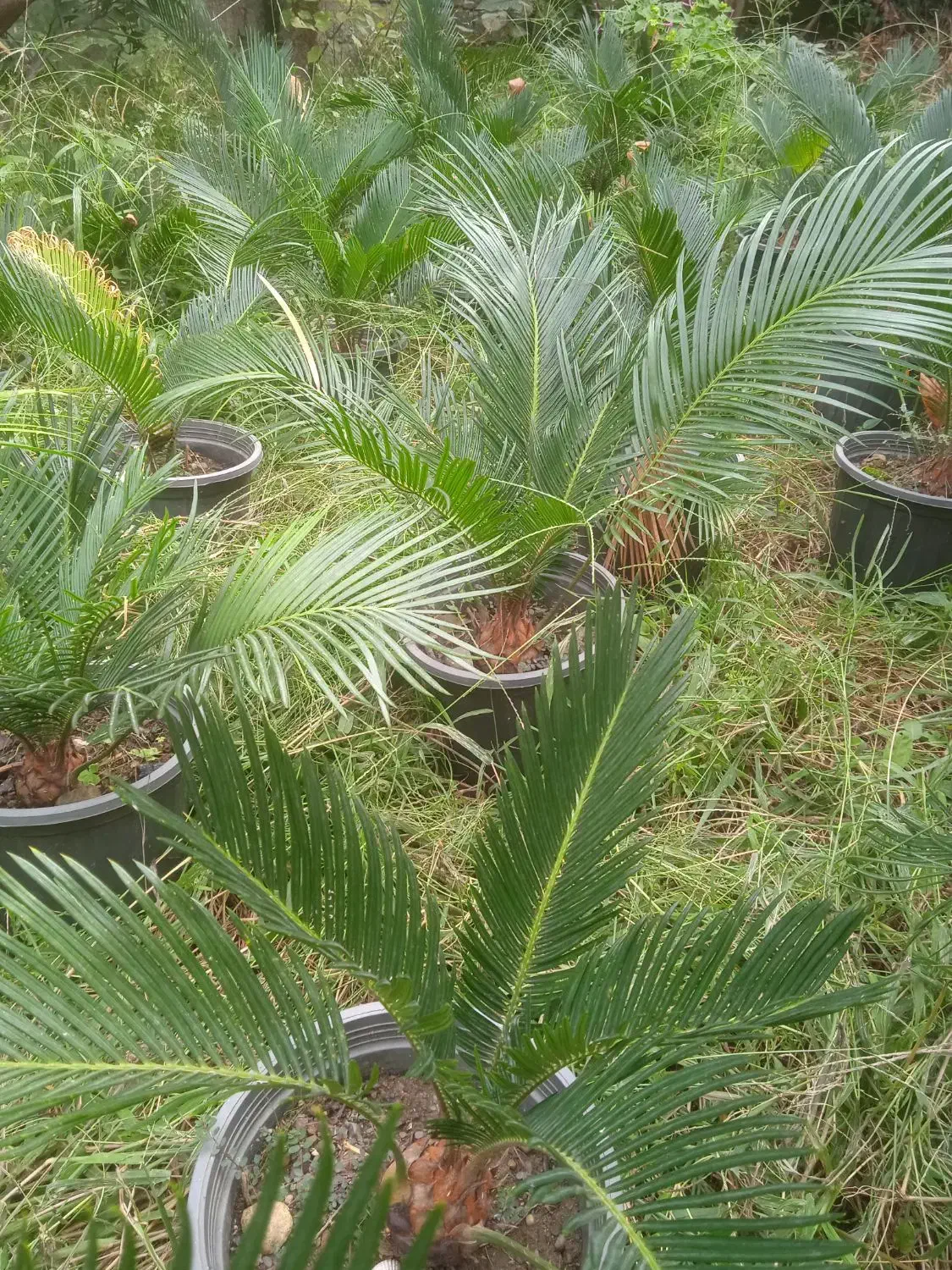 فروش ویژه سیکاس ریشه پر بسیار زیبا|گل و گیاه طبیعی|رامسر, |دیوار