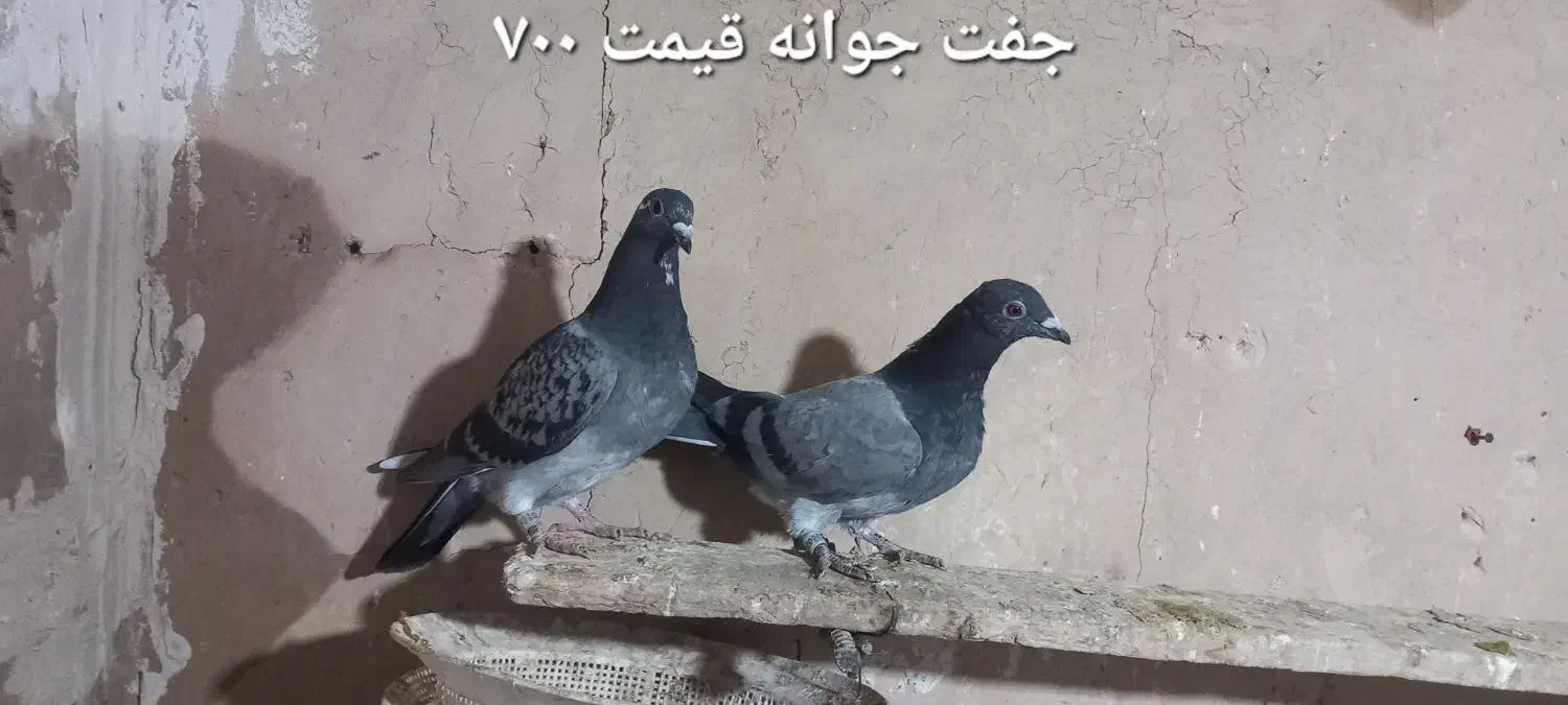 کبوتر نامه بر|پرنده|کرمانشاه, |دیوار