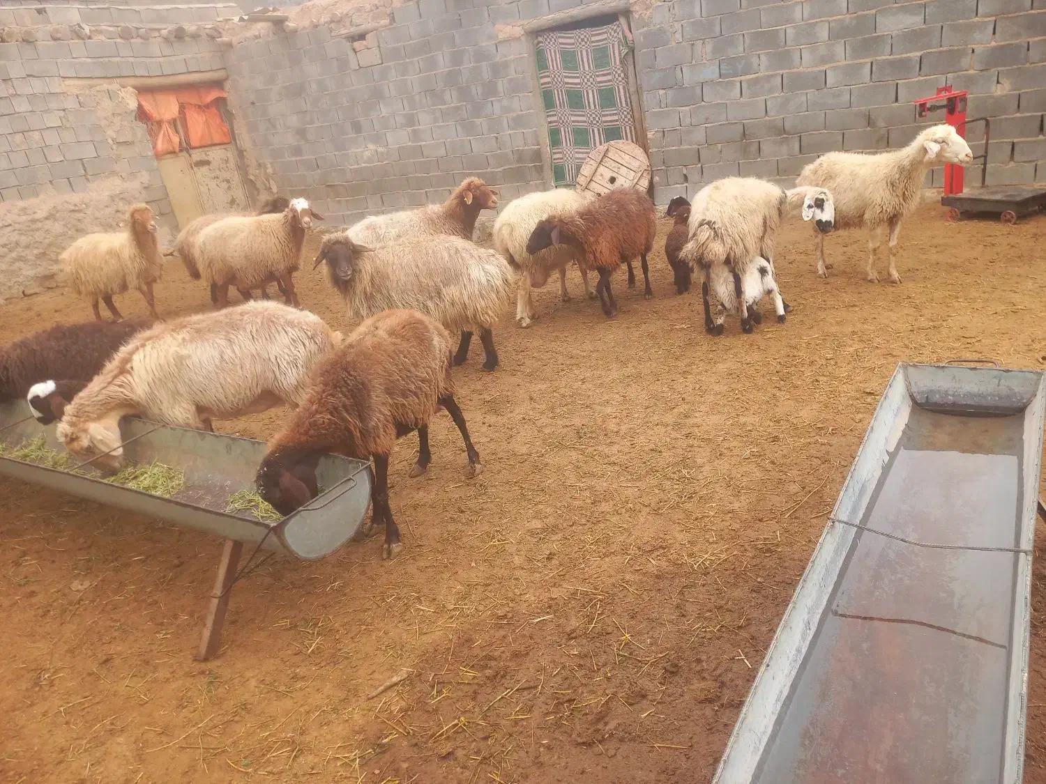 فروش‌میش‌بره‌دار|حیوانات مزرعه|شیروان (خراسان), |دیوار