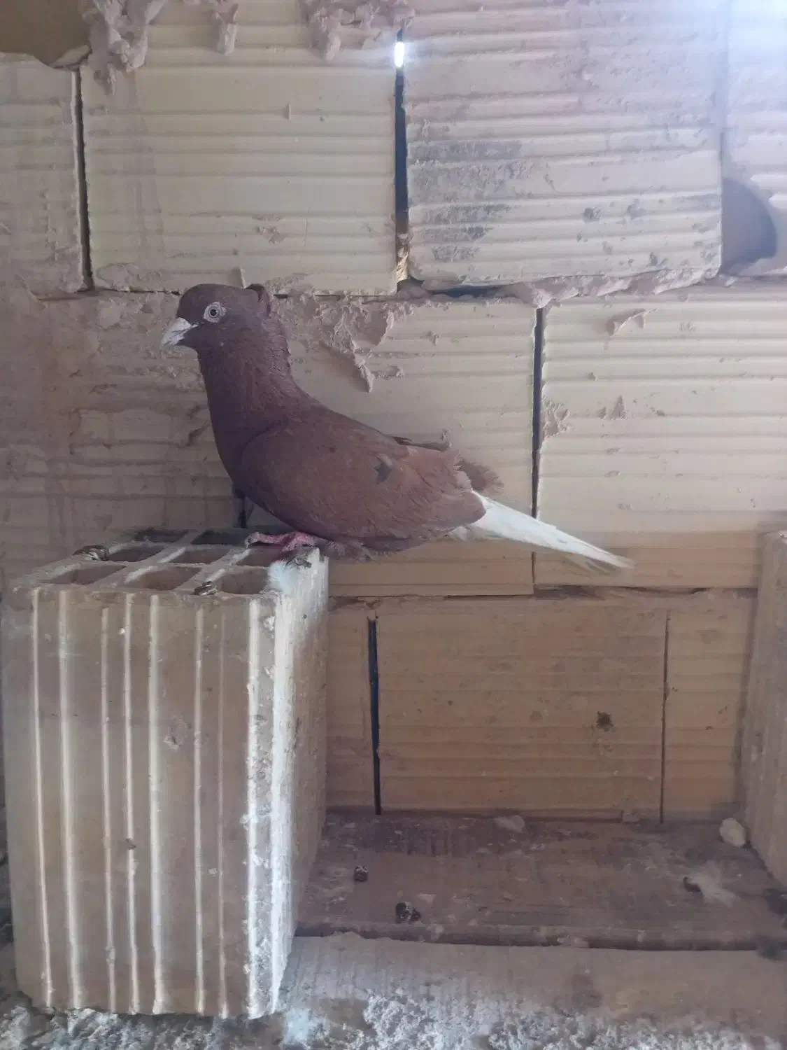 فروشی|پرنده|جوین, |دیوار