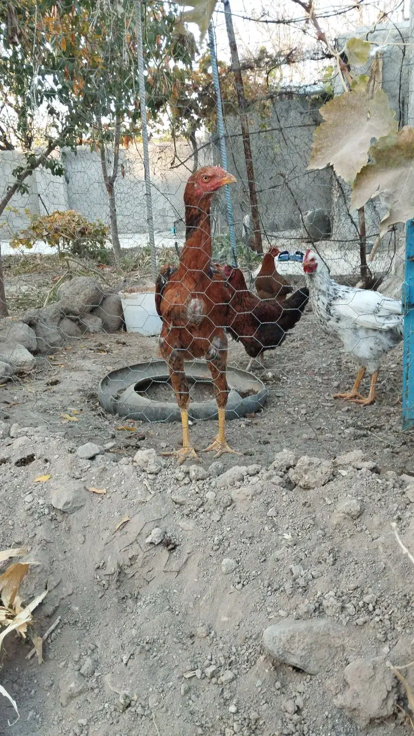 لاری|حیوانات مزرعه|مشگین شهر, |دیوار