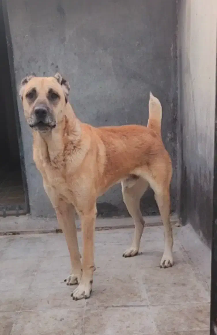 سگ نهگبان|سگ|بومهن, |دیوار