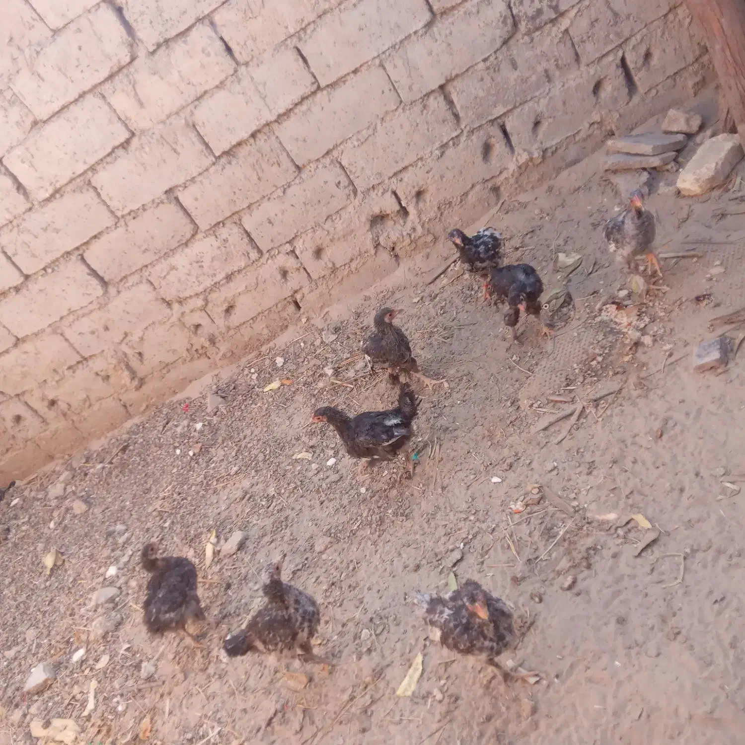 با سلام خسته نباشید|حیوانات مزرعه|زهک, |دیوار