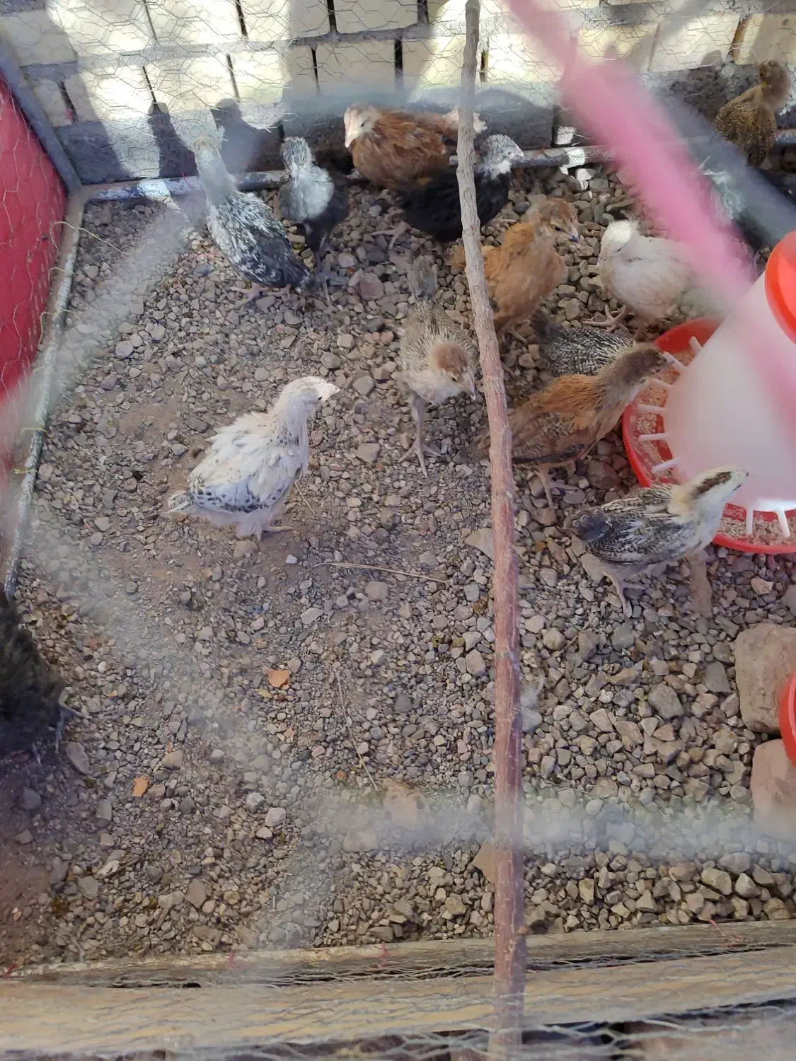 جوجه مرغ و دستگاه جوجه کشی زیر قیمت و قفس|حیوانات مزرعه|کوهبنان, |دیوار