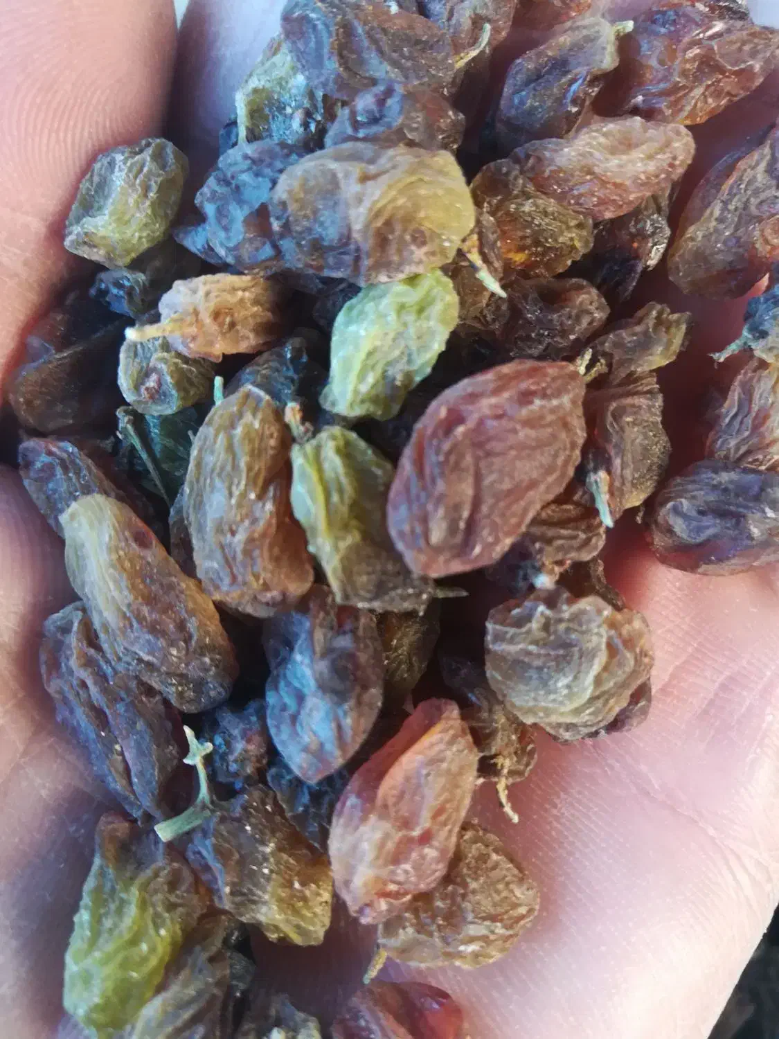 کشمش آفتابی تمیز|خوردنی و آشامیدنی|نیشابور, شهرک فرهنگیان|دیوار