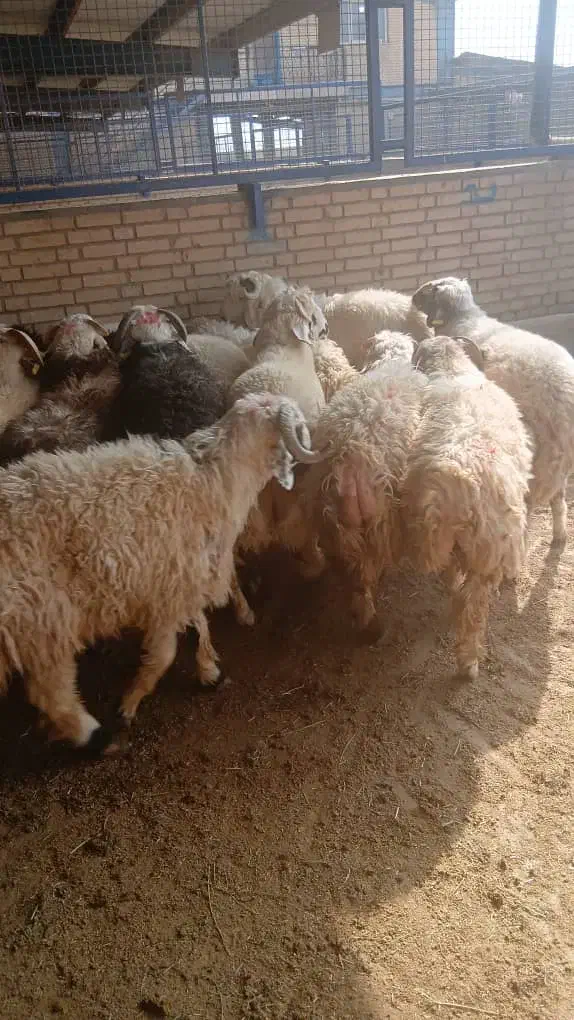 فروش گوسفند افشار زنجان و ارومیه و...|حیوانات مزرعه|کهریزک, |دیوار