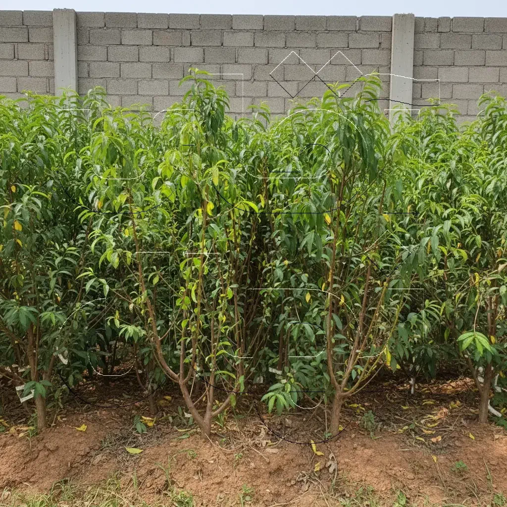 نهال هلو ممتاز و پربار فرصت محدود|خدمات باغبانی و درختکاری|قائمشهر, |دیوار