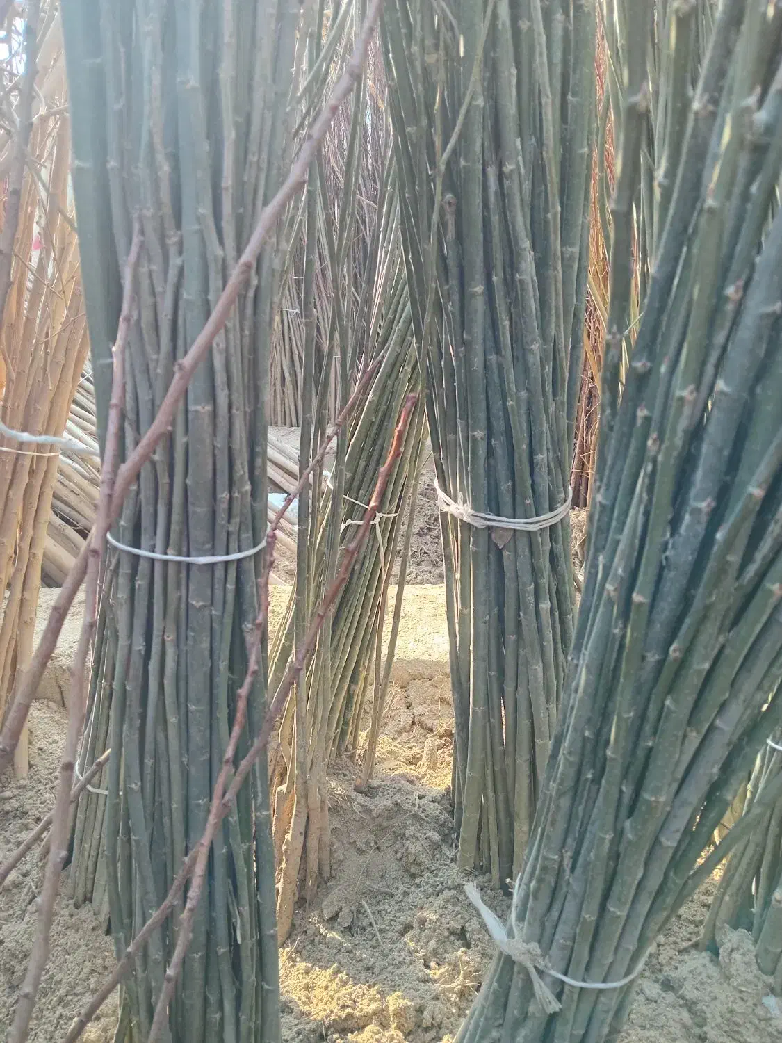 فروش نهال کبوده رشد سریع و مقاوم به سرما|خدمات باغبانی و درختکاری|سلماس, |دیوار