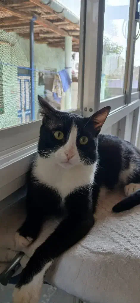 واگذاری گربه رایگان|گربه|قائم‌شهر, |دیوار