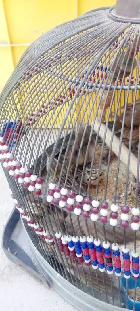 پرنده قناری|پرنده|بندرعباس, |دیوار