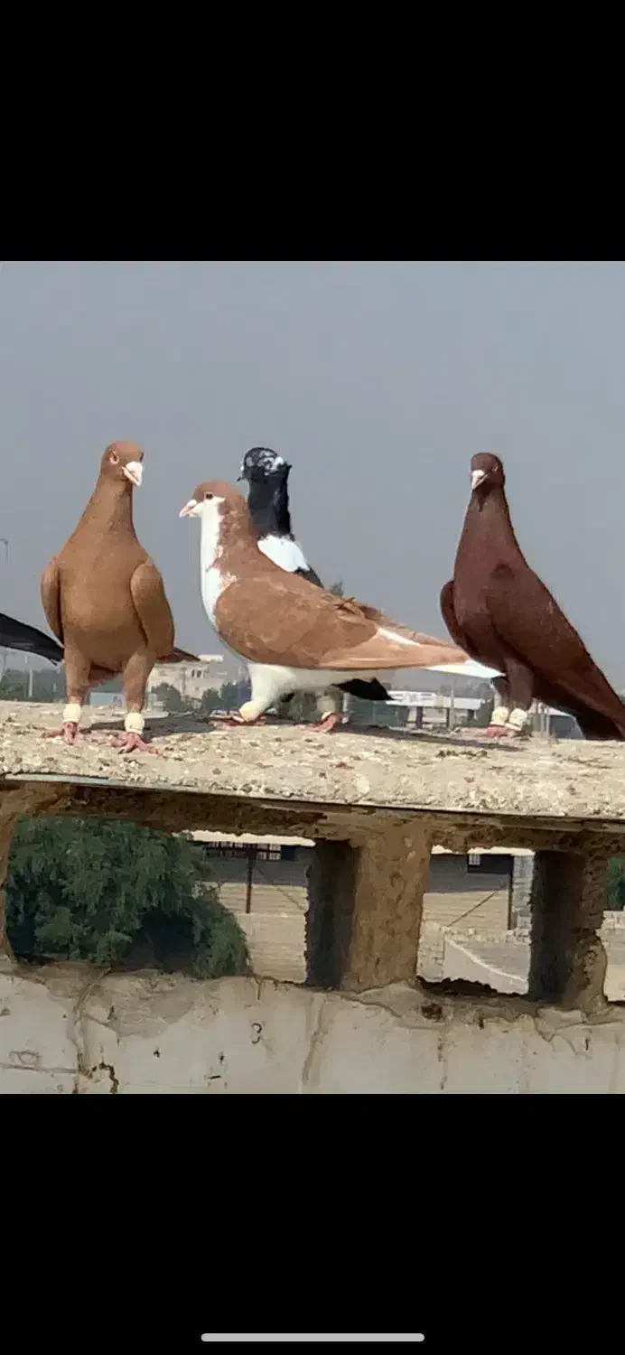 سیدی زرد|پرنده|شوشتر, |دیوار