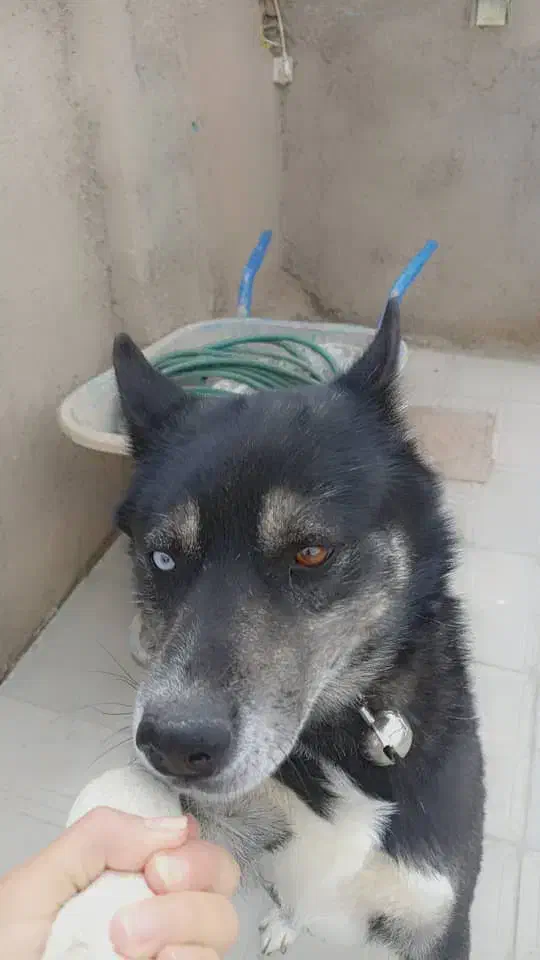 هاسکی بازیگوش|سگ|سبزوار, قصبه غربی|دیوار