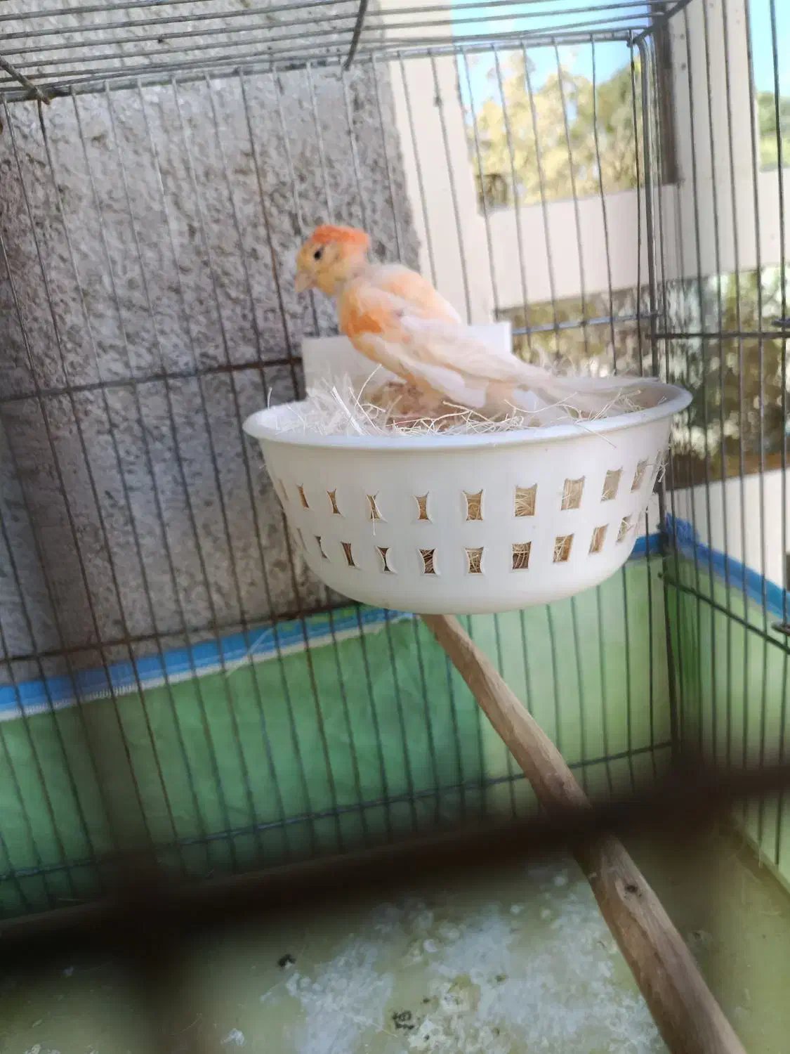 قناری ماده|پرنده|فیروزآباد (فارس), |دیوار