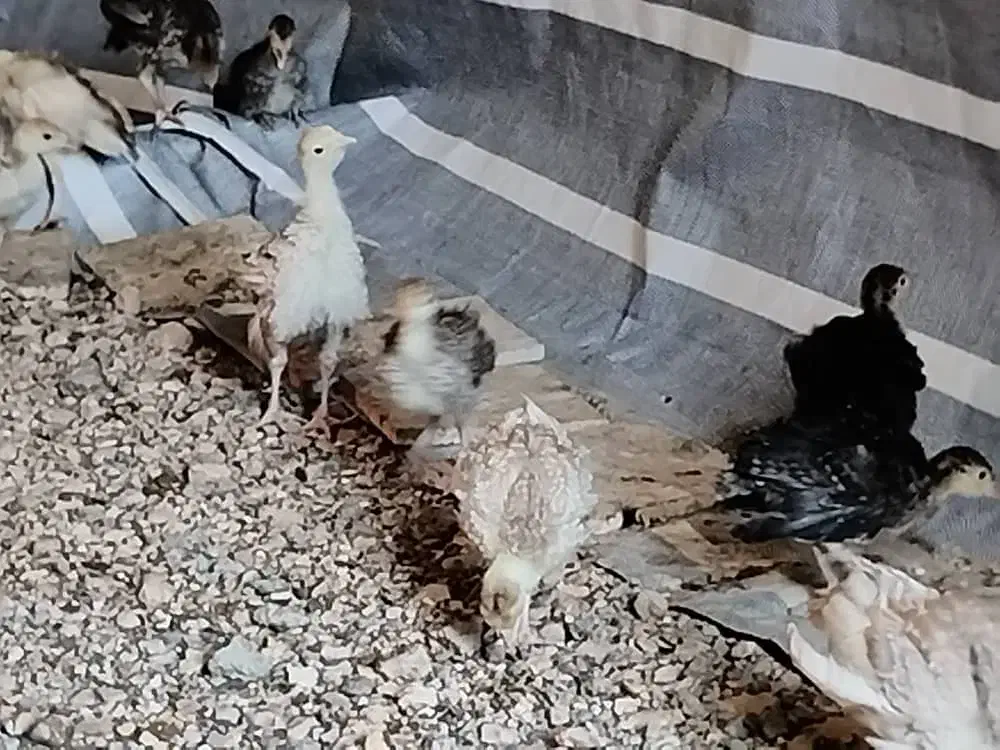 پرورش رایگان بوقلمون|استخدام صنعتی، فنی، مهندسی|اهواز, زندوکیلی|دیوار