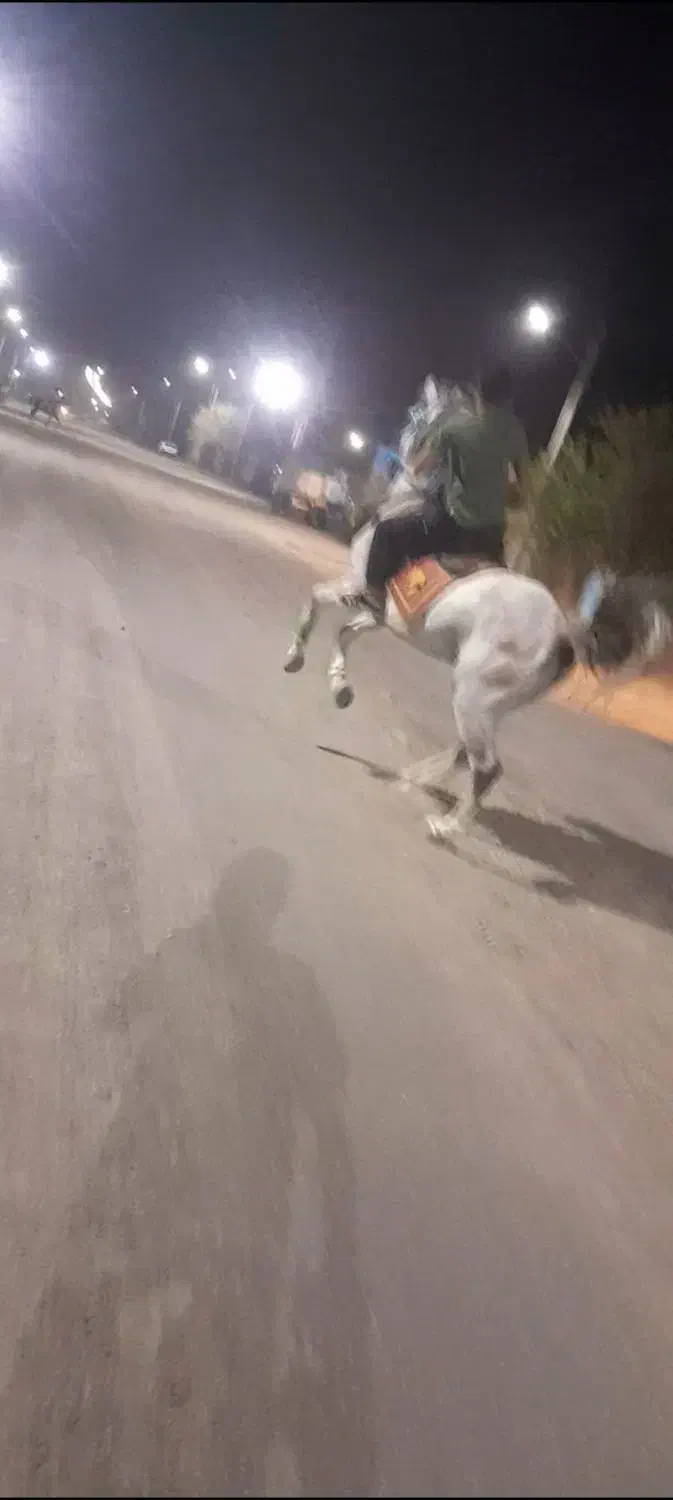 اسب|اسب و تجهیزات اسب‌سواری|نرماشیر, |دیوار