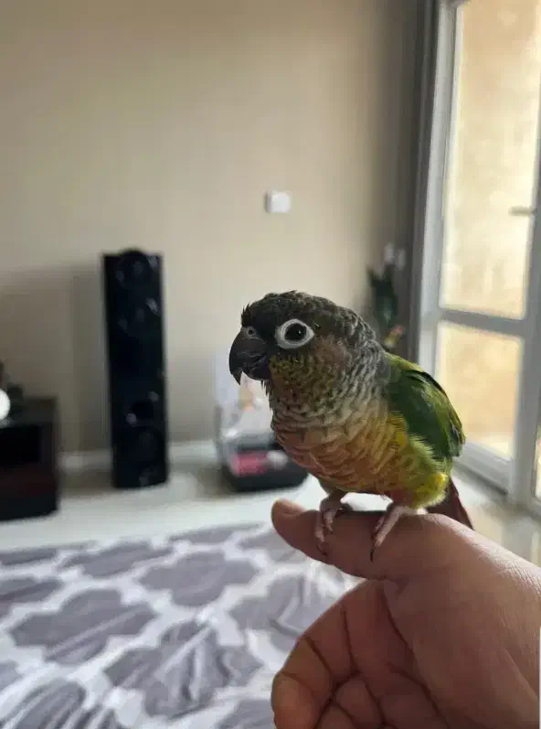 گرینچک کاملا رام و سخنگو|پرنده|بوکان, |دیوار