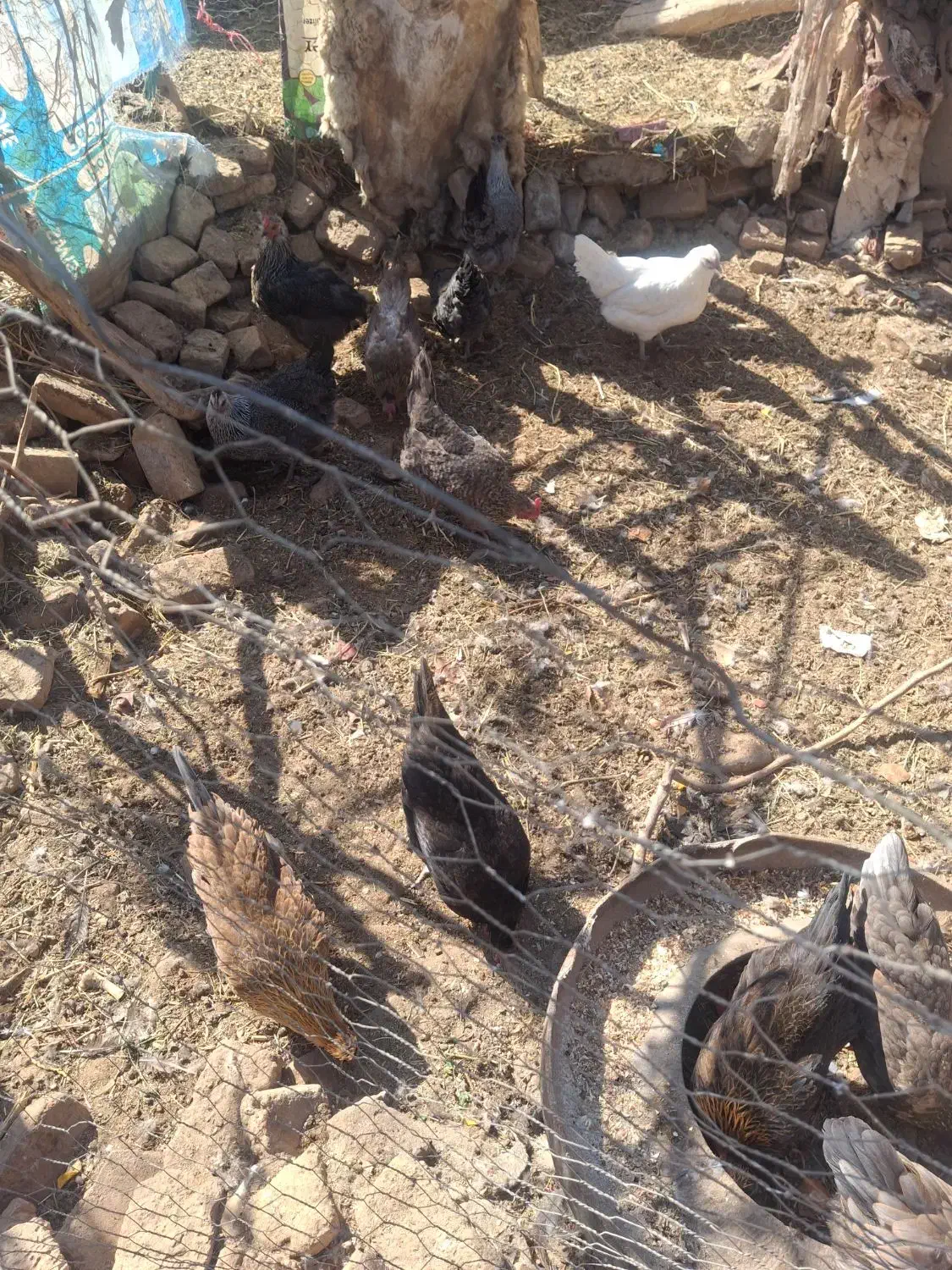 مرغ فروشی|حیوانات مزرعه|زید آباد, |دیوار