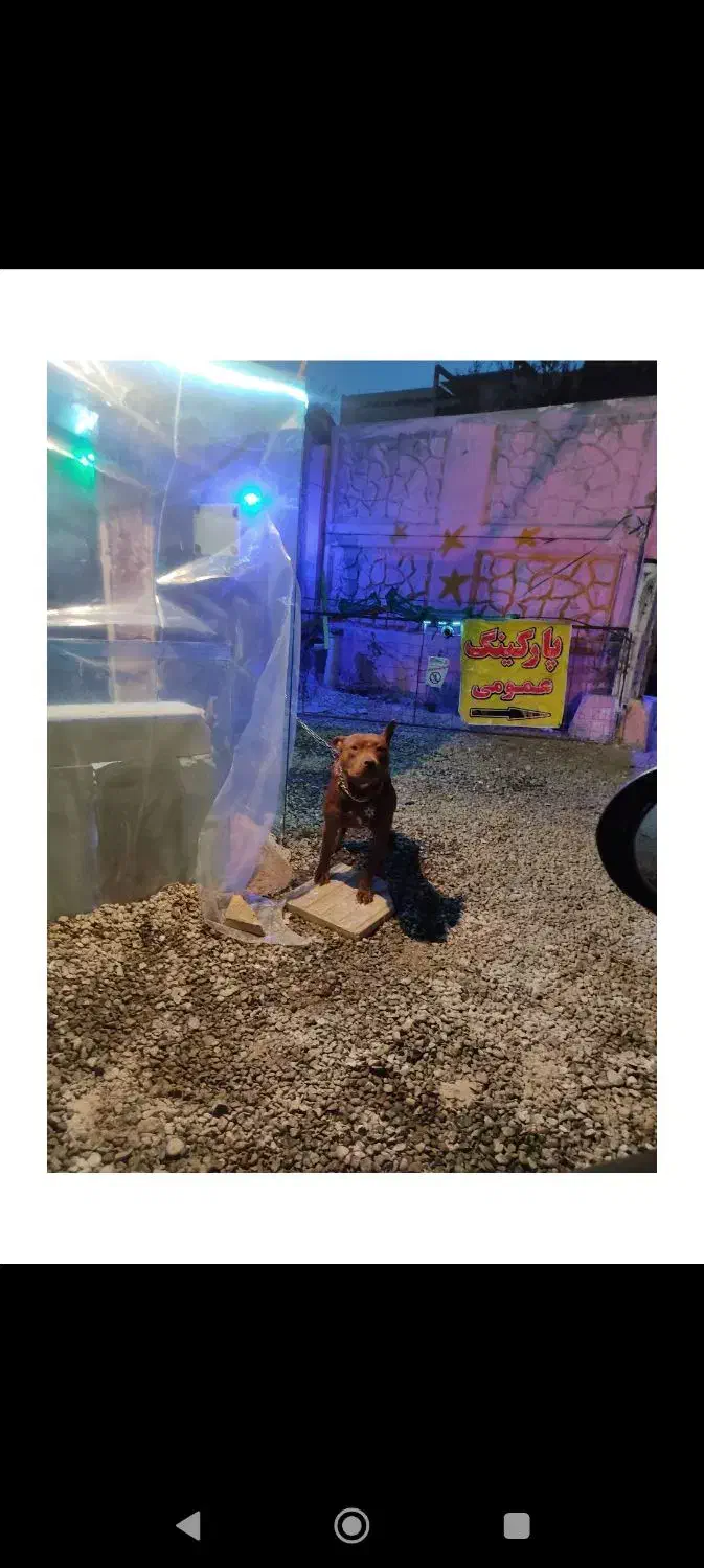 واگذاری پیتبول 3 ماه|سگ|کرج, چهارصد دستگاه|دیوار