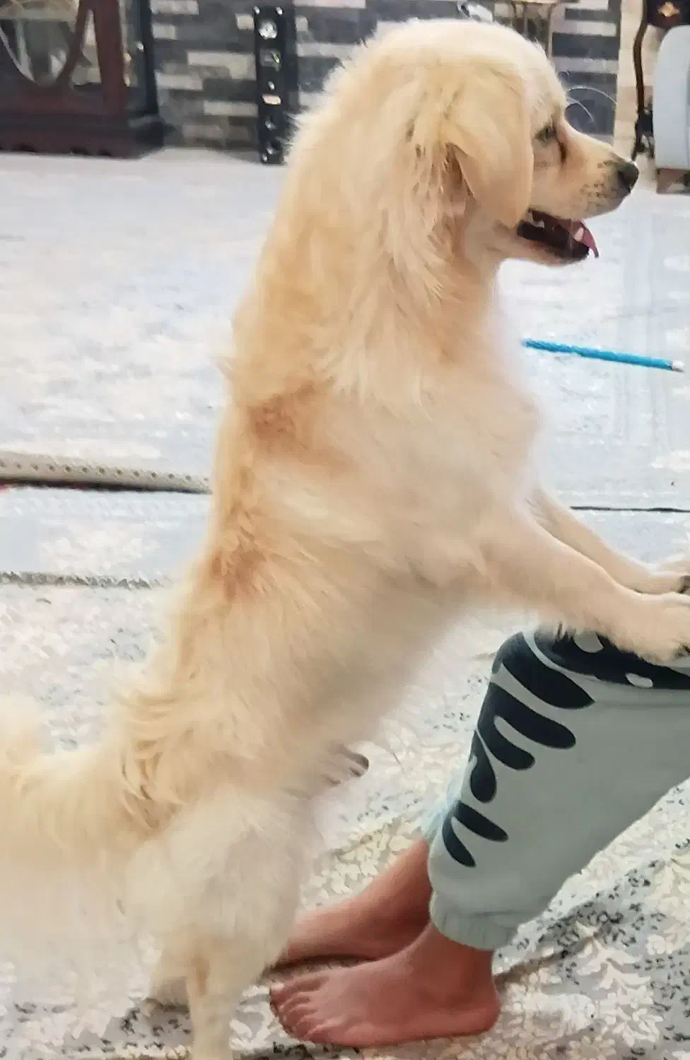 سگ اشپیتز نر|سگ|چمستان, |دیوار