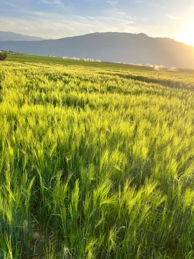 جو جلگه ۸ پر پابلند|عمدهفروشی|بروجن, |دیوار