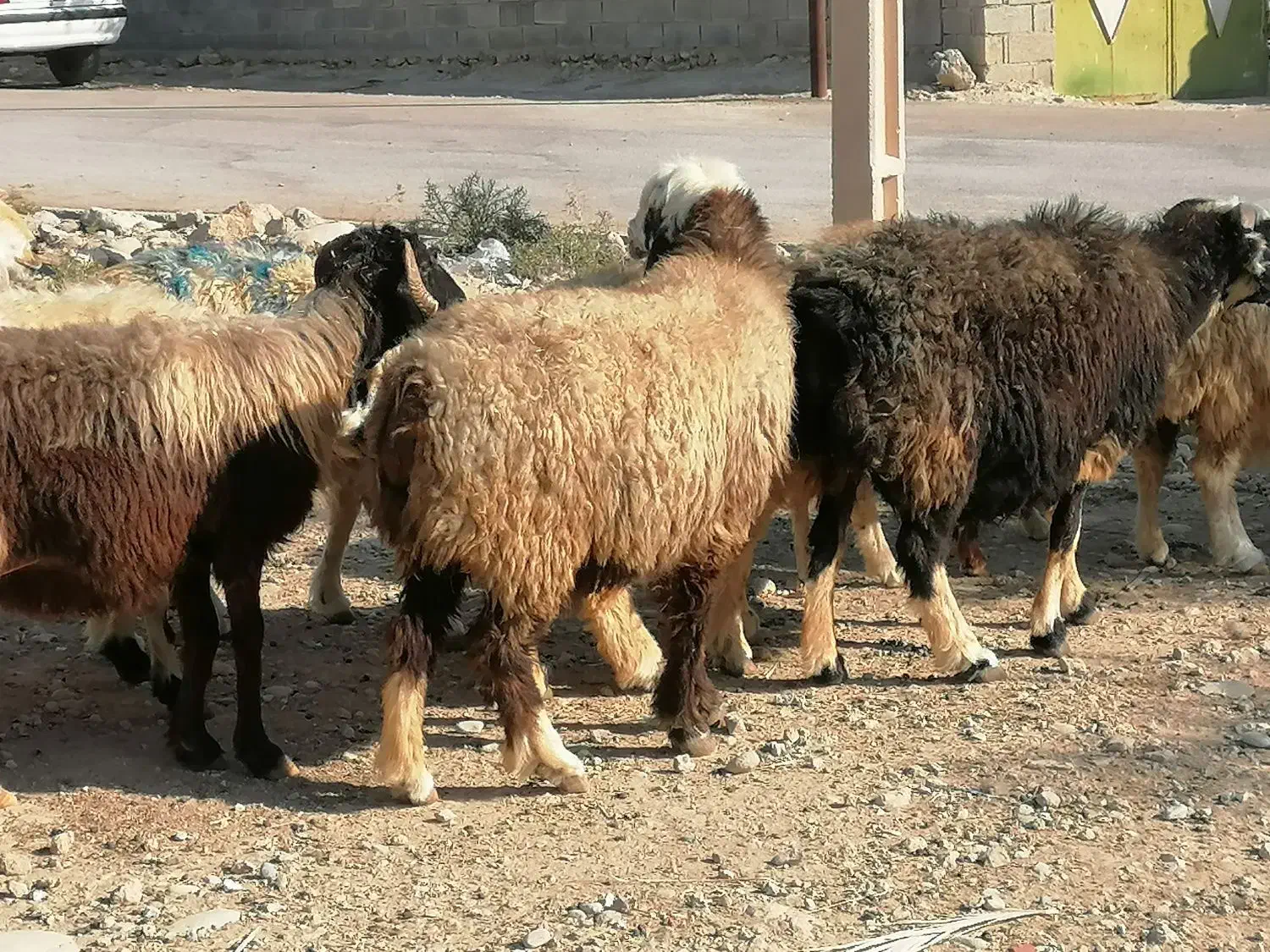 فروش 20 راس میش داشتی ابستن مایه کرده|حیوانات مزرعه|جره و بالاده, |دیوار