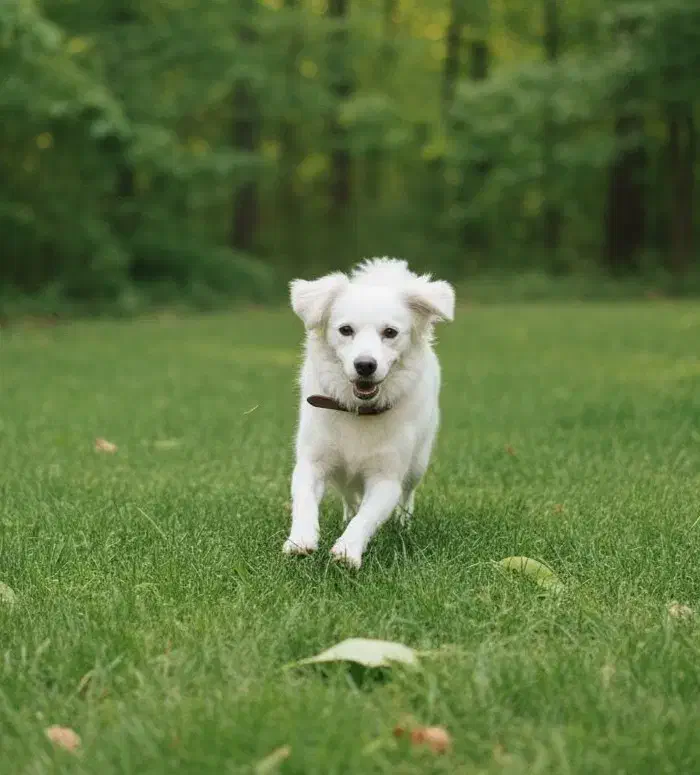 واگذاری سگ اشپیتز میکس یا کوکونی نژاد یونانی|سگ|اصفهان, بوستان ناژوان|دیوار