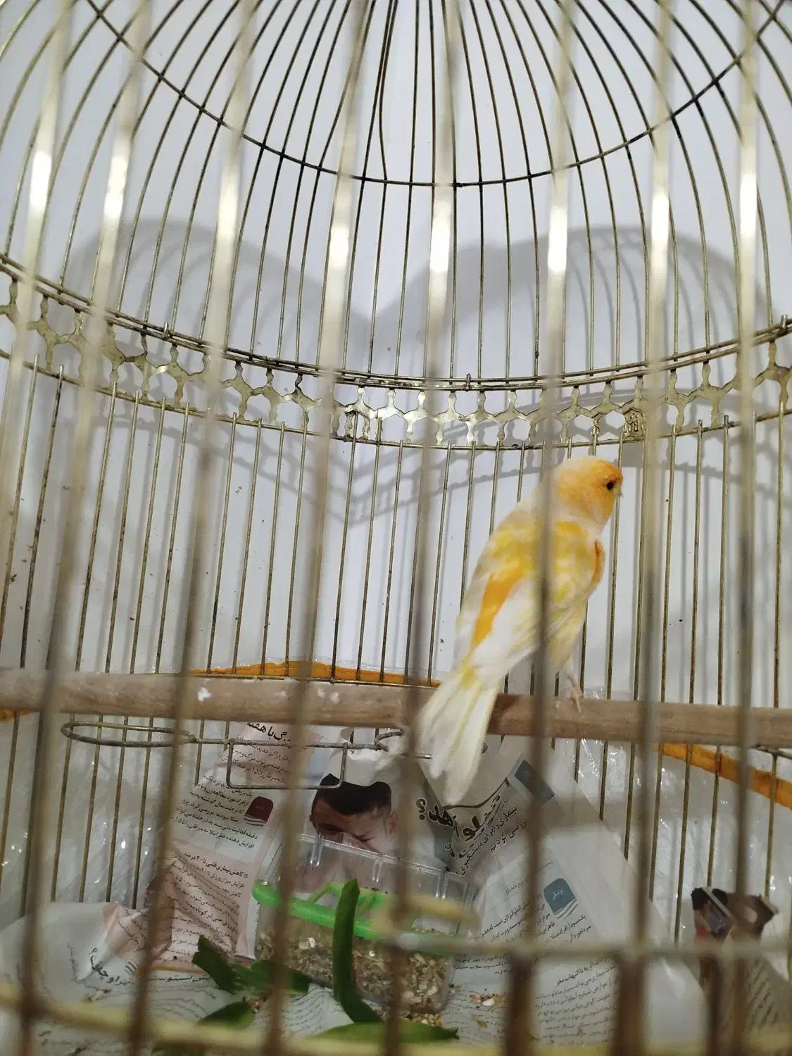 دو تا قناری برفکی و زرد بخون نهبندان|پرنده|نهبندان, |دیوار