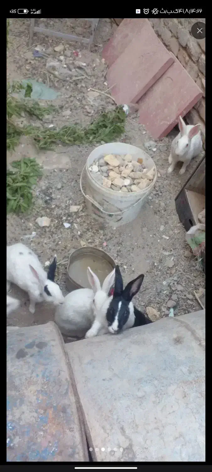 حرگوش ماده سفید 4تا فروش فوری|موش و خرگوش|زابل, |دیوار