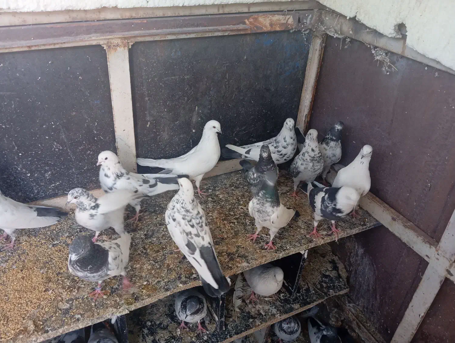 کبوتر پرشی|پرنده|هفدر, |دیوار