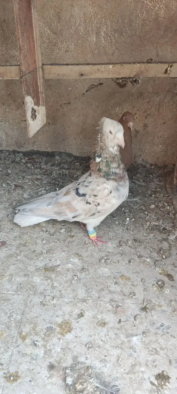 دم سفید. تکی هم میدم|پرنده|سبزوار, رضوان|دیوار