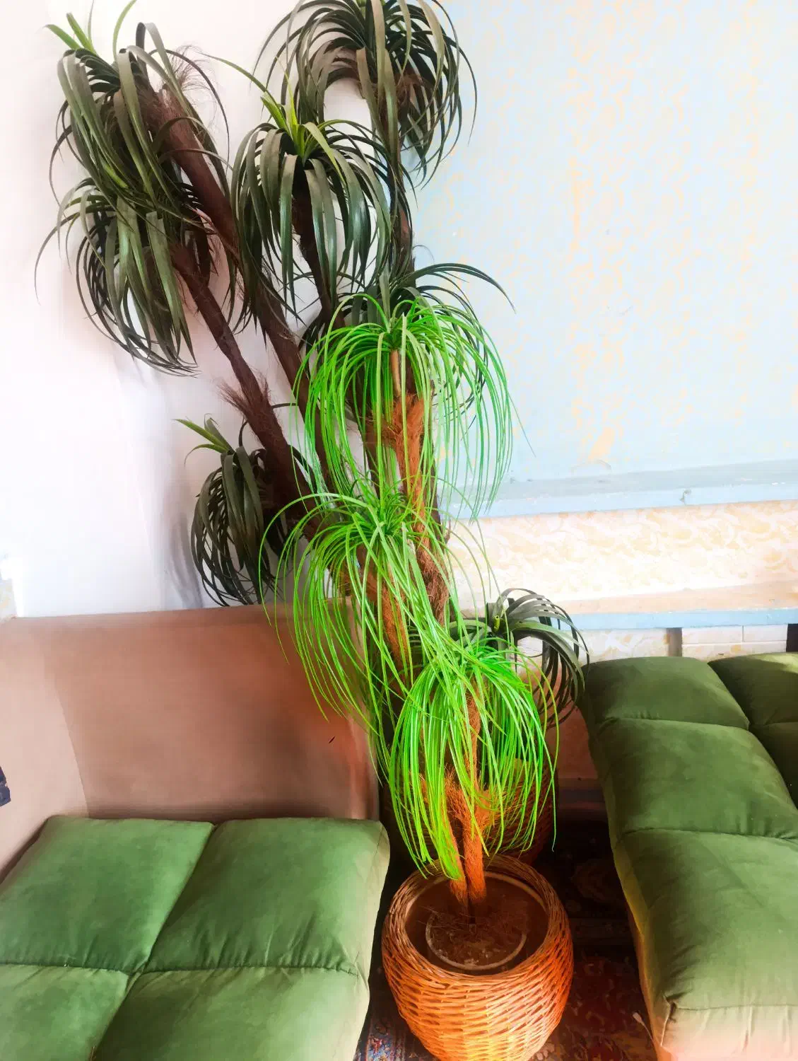 درختچه خارجی|گل مصنوعی|شیراز, زند|دیوار