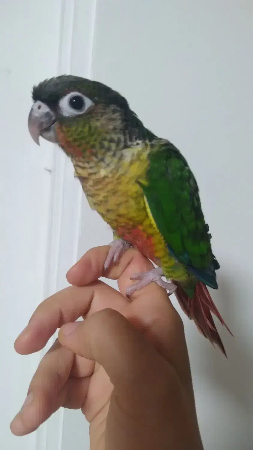 گرینچیک سخنگو کاملا رام ودستی رقاص ۸ماهه|پرنده|ساری, |دیوار