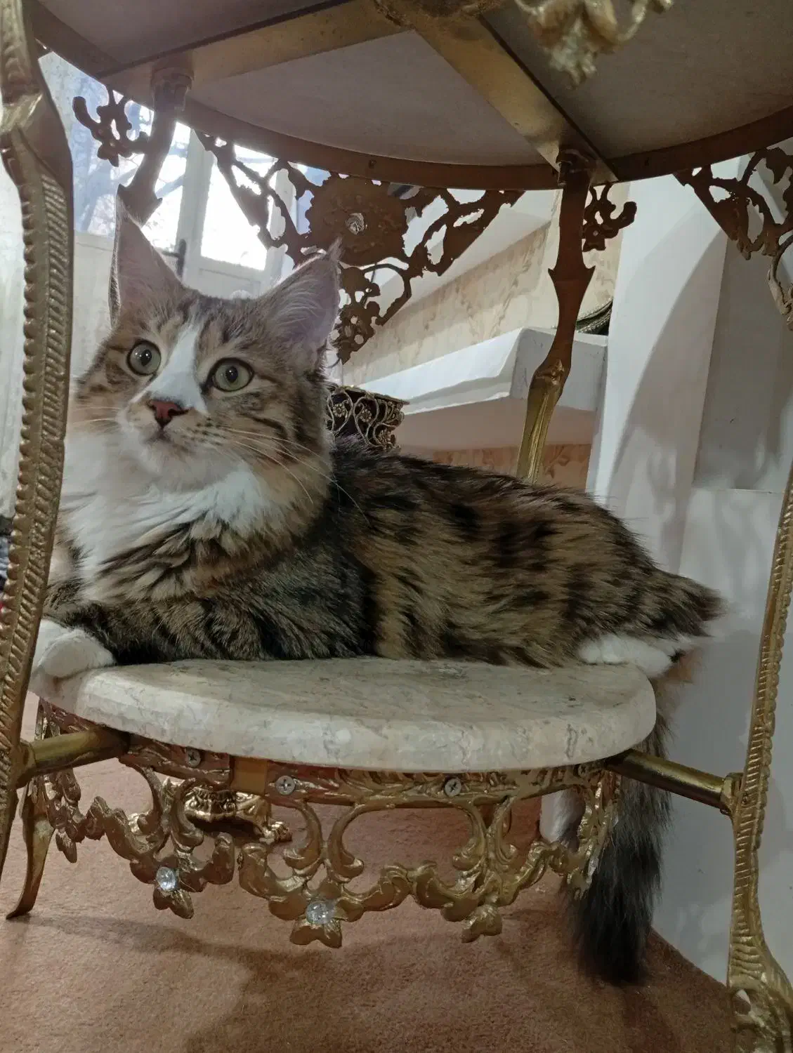 گربه خانگی|گربه|میاندوآب, |دیوار