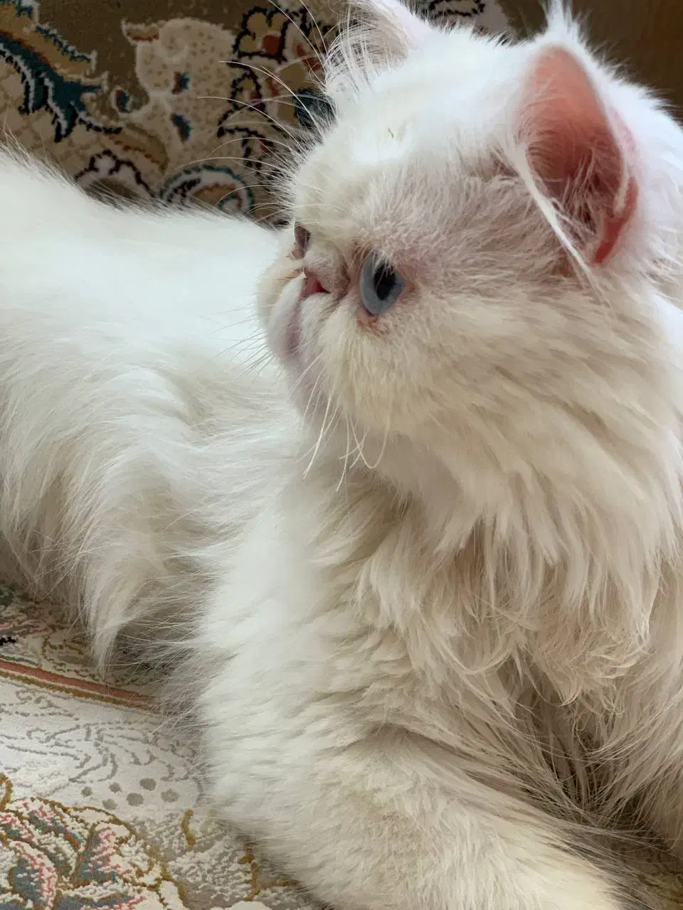 گربه پرشین|گربه|کرمانشاه, |دیوار