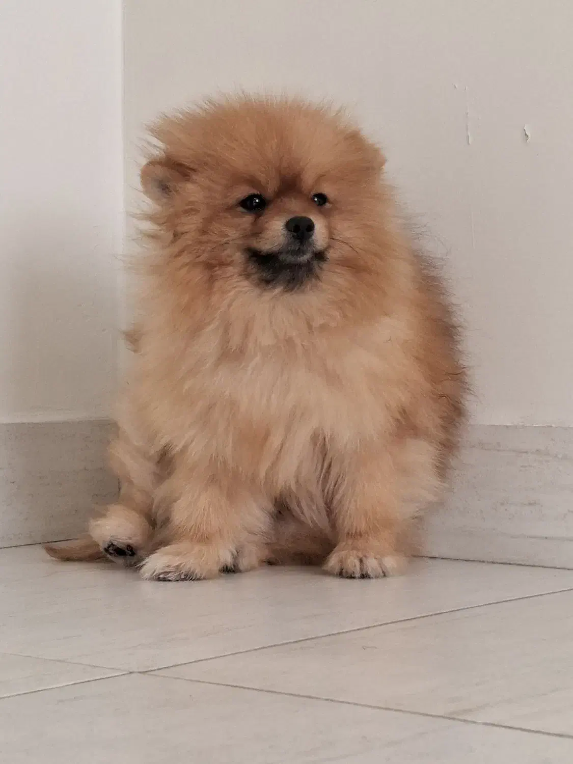 پامرین خانگی|سگ|تهران, عباسی|دیوار