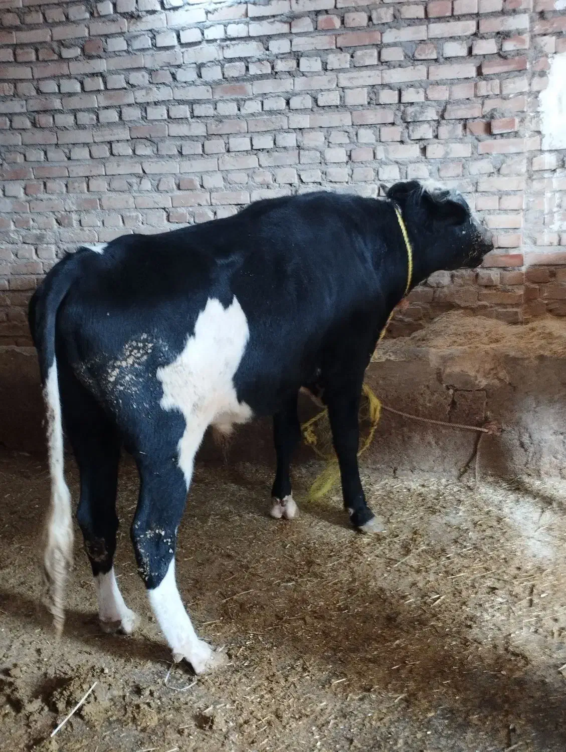 گاویاگوساله نر|حیوانات مزرعه|هریس, |دیوار