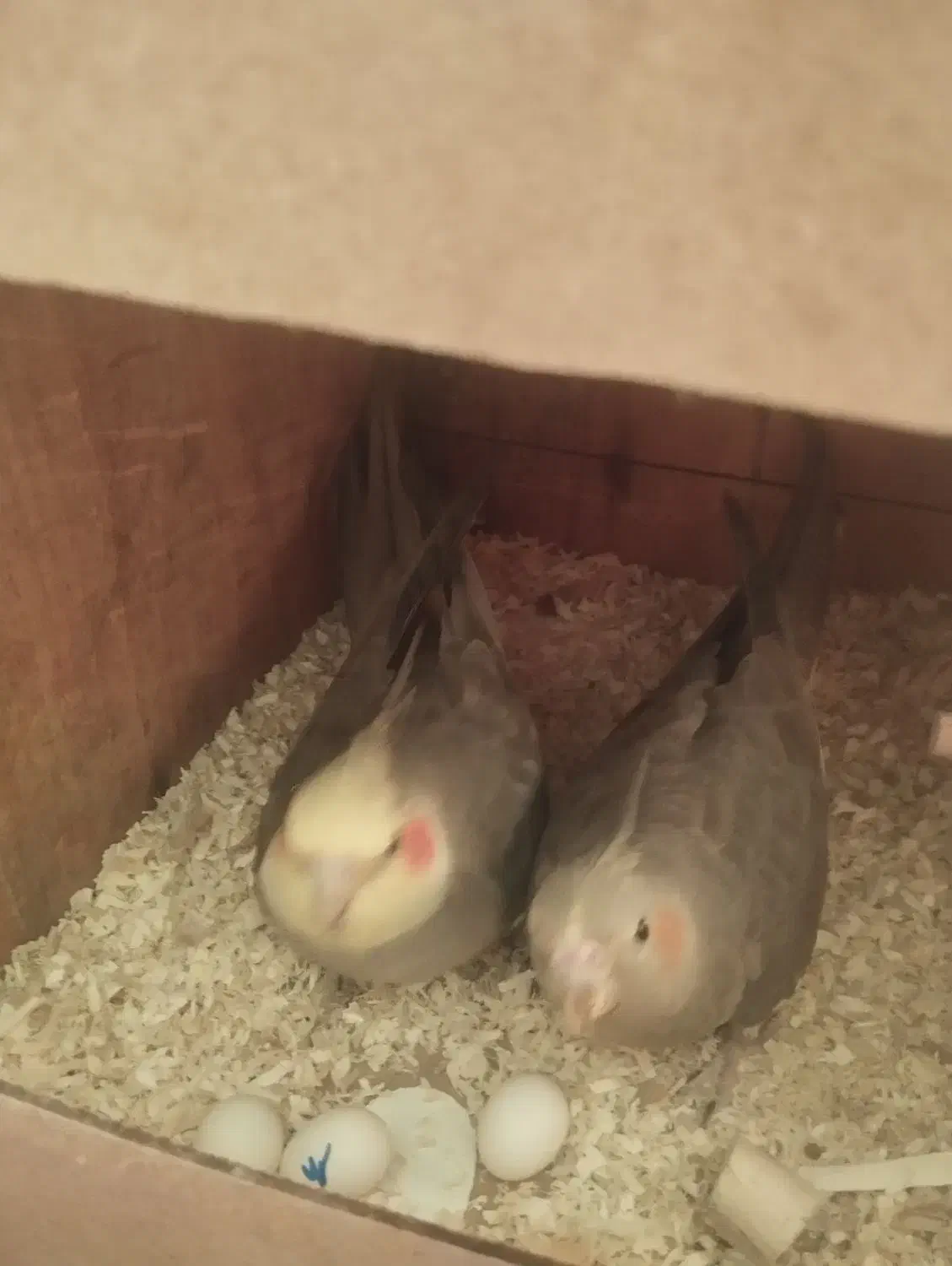 پرنده|پرنده|قم, کلهری|دیوار