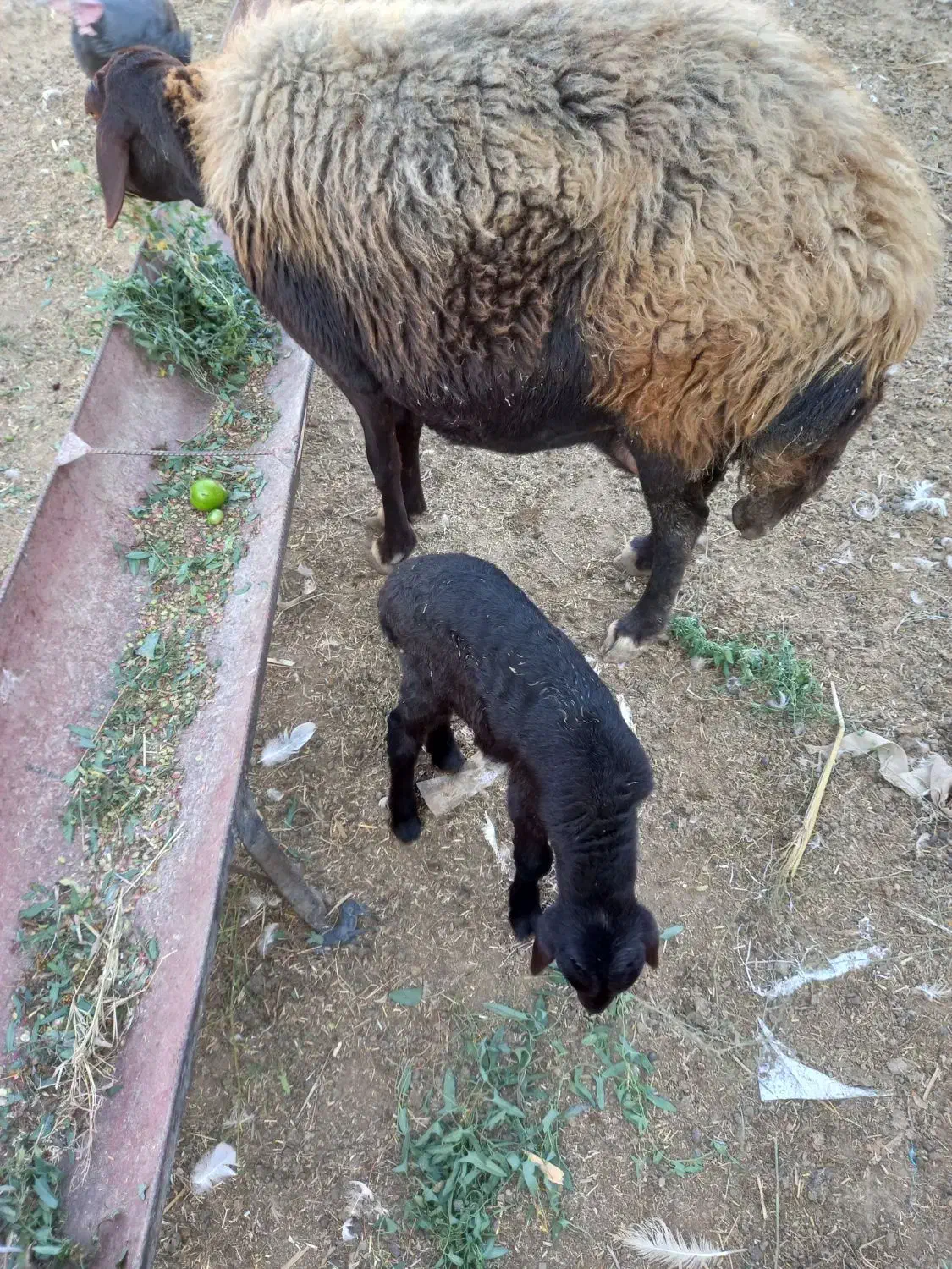 گوسفند بابره نر|حیوانات مزرعه|نگین شهر, |دیوار