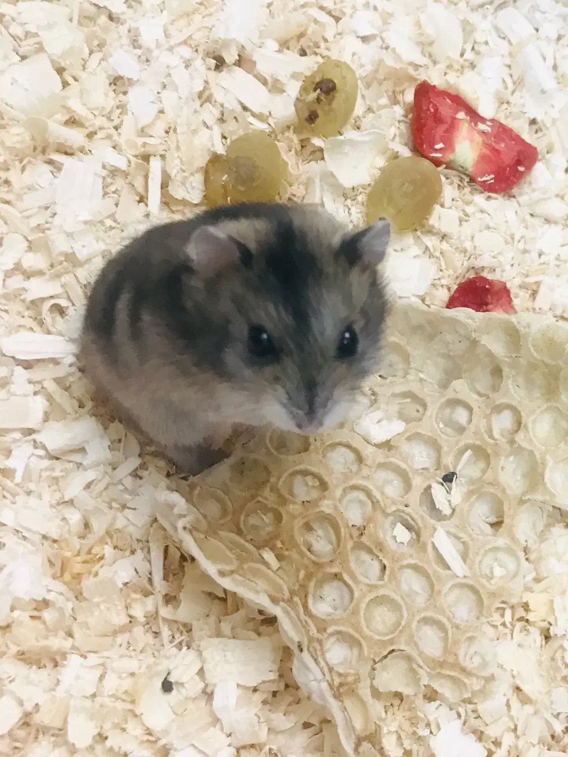 همستر سنجابی|موش و خرگوش|شیراز, زرهی|دیوار