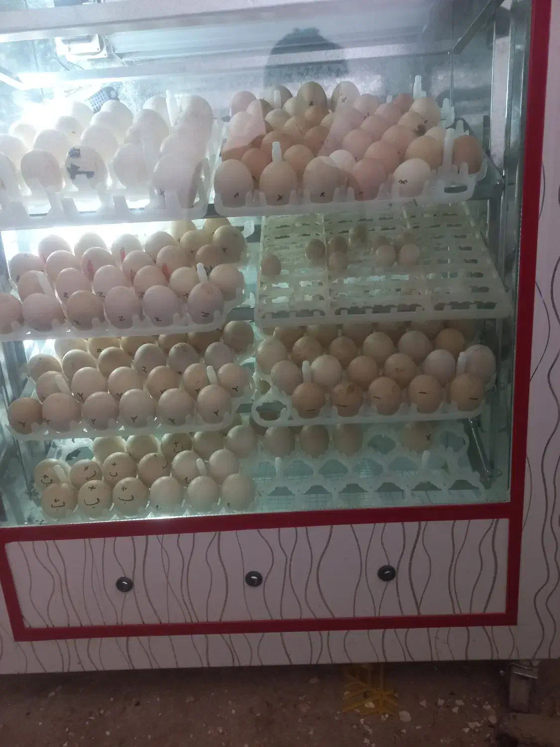 دستگاه جوجه کشی|لوازم جانبی حیوانات|تربت جام, معدآباد|دیوار