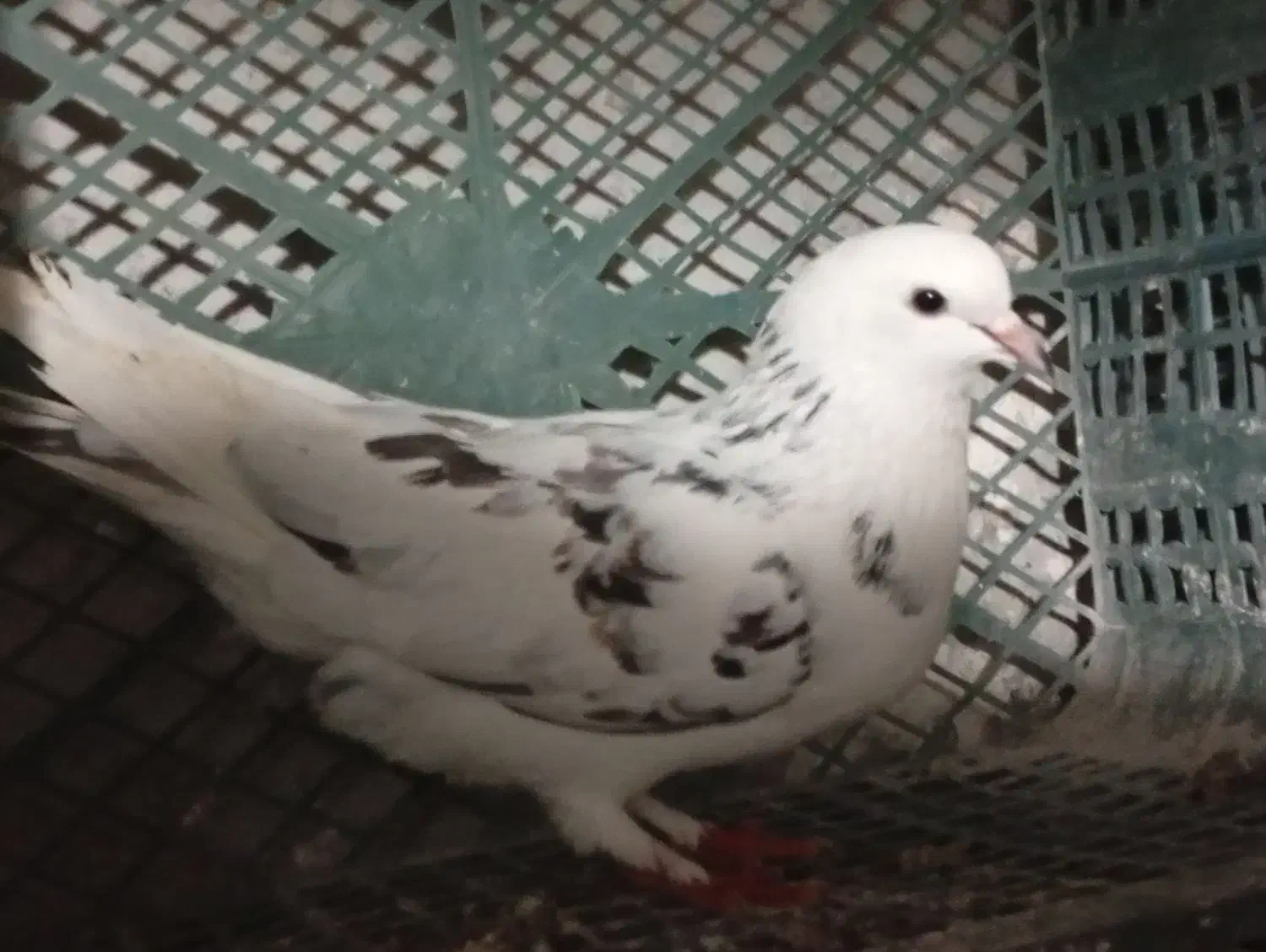 کبوتر پرشی ناب|پرنده|مشگین شهر, |دیوار